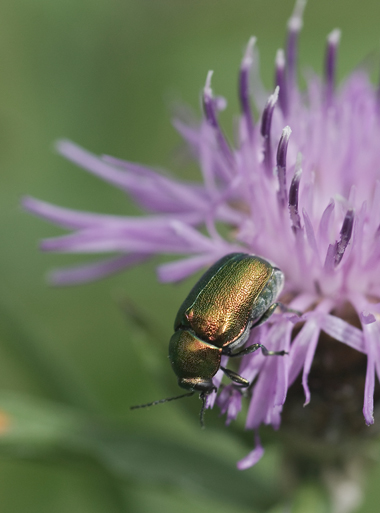 Chrysomelidae sp.